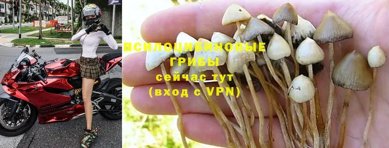 Галлюциногенные грибы Psilocybine cubensis  наркота  Каменск-Шахтинский 